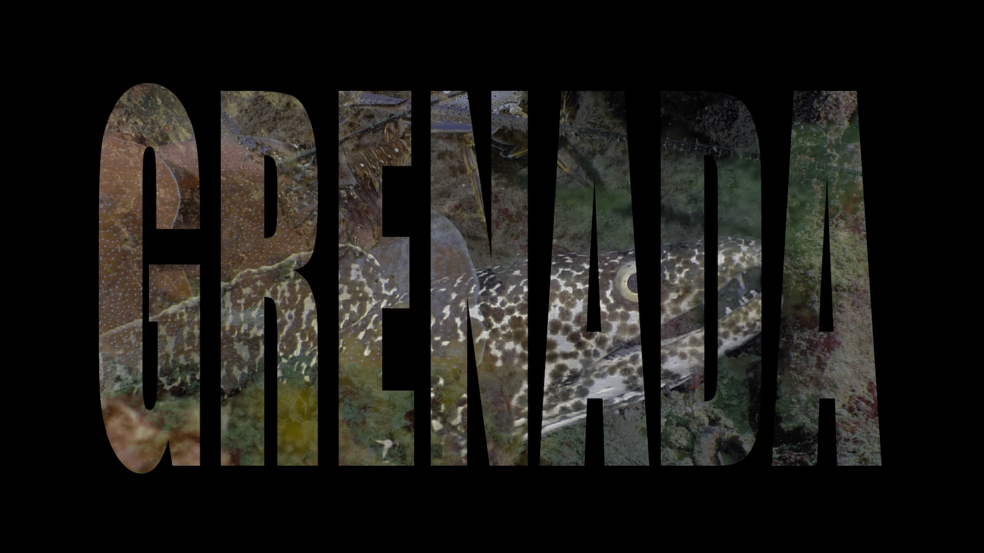 Underwater Wonders: Diving in Grenada